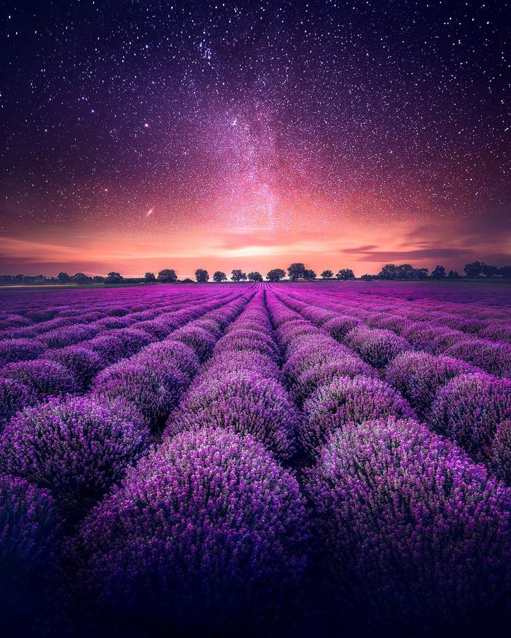 Lavender field under a starry night sky